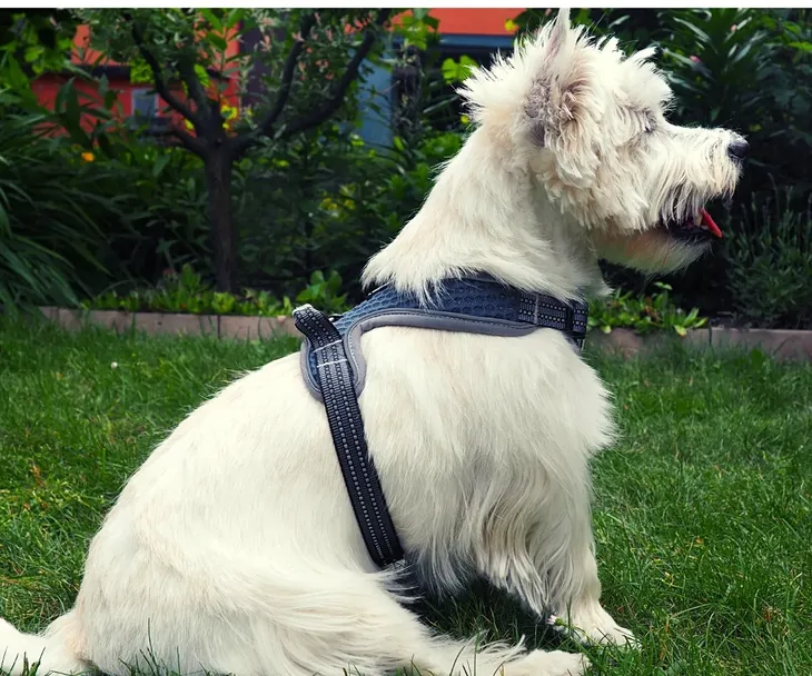 szelki-dla-psa-do-samochodubuldog-francuskim-typ-szelki-z-rekojescia