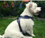 szelki-dla-psa-do-samochodubuldog-francuskim-typ-szelki-z-rekojescia
