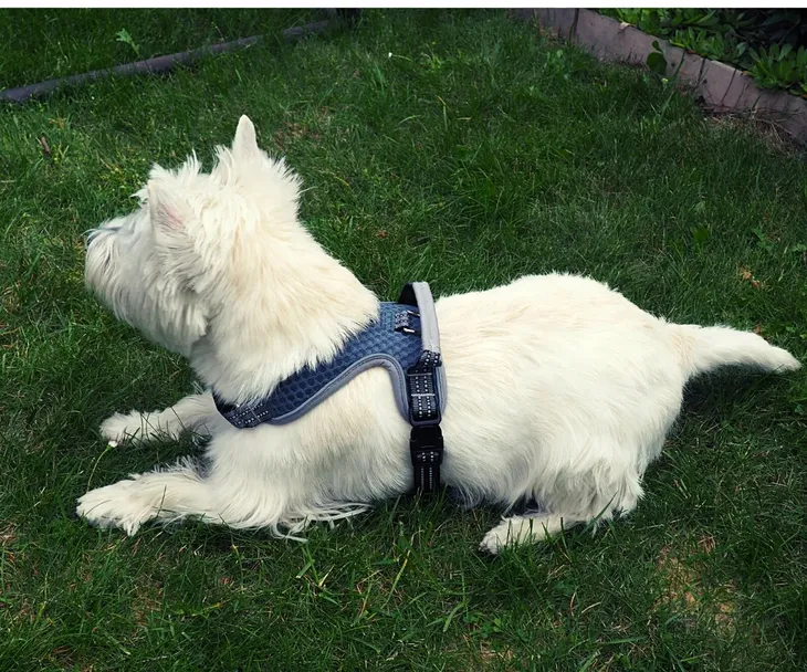 szelki-dla-psa-do-samochodubuldog-francuskim-maksymalny-obwod-szyi-52-cm