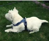 szelki-dla-psa-do-samochodubuldog-francuskim-maksymalny-obwod-szyi-52-cm