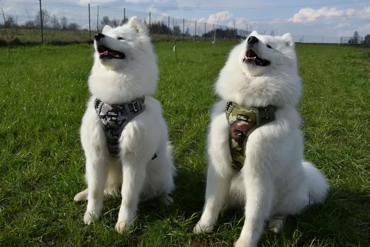 szelki-dla-psa-oddychajaceregulowaneguard-m-stan-nowy-marka-best-friends