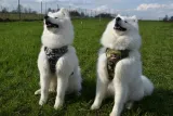 szelki-dla-psa-oddychajaceregulowaneguard-m-stan-nowy-marka-best-friends