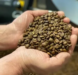 kawa-ziarnista-arabica-swiezo-palona-kawa-rysia-kawa-kremowa