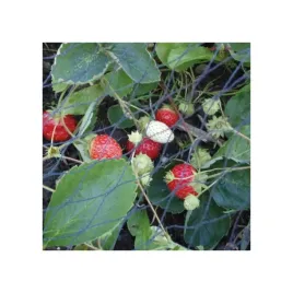 siatka-ogrodowa-do-zwalczania-szkodniko-4-x-10-m