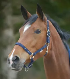 kantar-dla-konia-waldhausen-horsemotif-granatowy-full