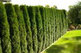 tuja-szmaragd-thuja-smaragd-idealna-na-zywoplot-40-50-cm-ladne-sadzonki