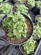 melisa-sadzonka-zielona-ziologreendom