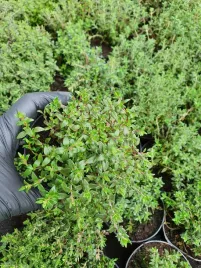 tymianek-sadzonka-zielona-ziolo-greendom