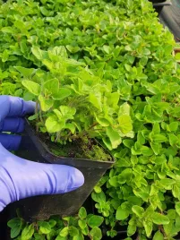 oregano-sadzonka-zielona-ziolo-origanum-greendom