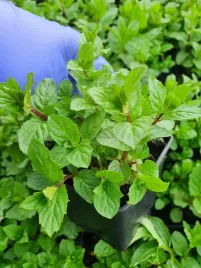 mieta-pieprzowa-sadzonka-zielona-ziolo-greendom