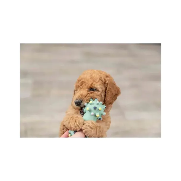 mini-hantel-junior-lateks-10-cm-marka-trixie
