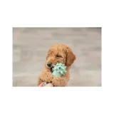 mini-hantel-junior-lateks-10-cm-marka-trixie