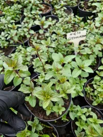 mieta-czekoladowa-sadzonka-zielona-ziolo-greendom