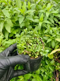 mieta-szwajcarska-sadzonka-zielona-ziolo-mocny-zapach-green-dom