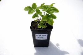 poziomki-poziomka-sadzonki-odmiany-regina-gigant-1-szt-owoc-do-zimy-green