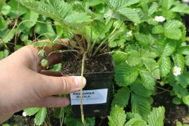 poziomki-poziomka-sadzonki-pnaca-attila-caloroczna-wiszaca-green-dom