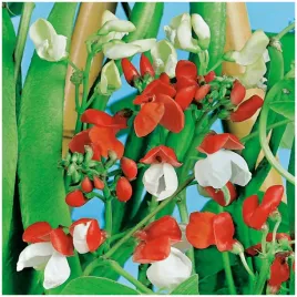 fasola-ozdobna-mix-biala-czerwona-pnacze-nasiona-6-szt