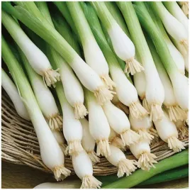 cebula-siedmiolatka-entita-srednio-wczesna-nasiona-1g