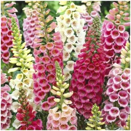 naparstnica-purpurowa-mix-miododajna-nasiona-05-g