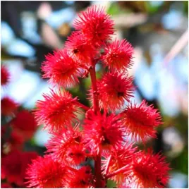 racznik-kasztanowiec-antykret-odstrasza-krety-nasiona-8-szt