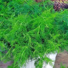 koper-ogrodowy-moravan-aromatyczne-ziolo-nasiona-3g