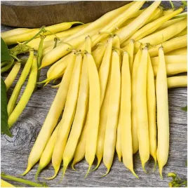 fasola-szparagowa-zolta-zlota-saxa-nasiona-20-g-bezwloknista-wczesna