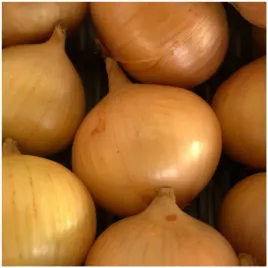 cebula-srednio-wczesna-alice-nasiona-1-g