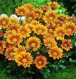 gazania-lsniaca-sloneczne-kwiaty-nasiona-04-g