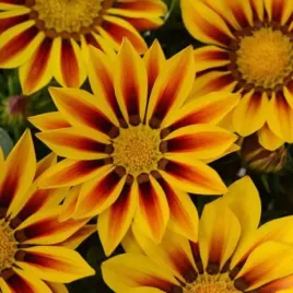 gazania-lsniaca-sloneczne-kwiaty-nasiona-04-g