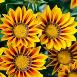gazania-lsniaca-sloneczne-kwiaty-nasiona-04-g