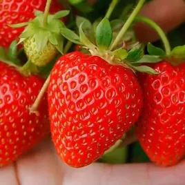 truskawka-temptation-smaczna-i-aromatyczna-nasiona-003-g