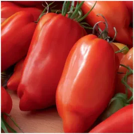 pomidor-gruntowy-wysoki-des-andes-03g