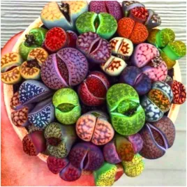 zywe-kamienie-szczescia-lithops-20-nasion