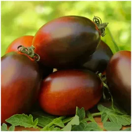 pomidor-gruntowy-tyczny-black-plum-02-g
