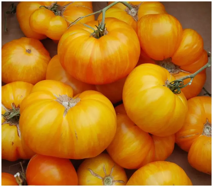 pomidor-gruntowy-wysoki-ananas-03g-stan-opakowania-oryginalne