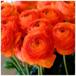 jaskier-ranunculus-pomaranczowy-cebulki-10-szt-prezent