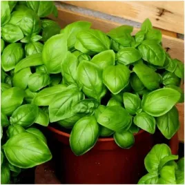 bazylia-wlasciwa-doniczkowa-swieze-ziola-na-co-dzien-nasiona-05g