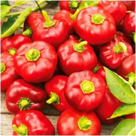 papryka-slodka-czeresniowa-dumas-nasiona-02-g