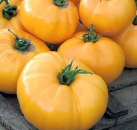 pomidor-gruntowy-wysoki-yellowstone-nasiona-05g
