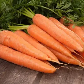 marchew-jadalna-nantaise-2-bio-srednio-wczesna-nasiona-5-g