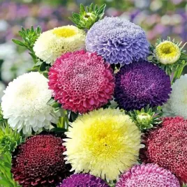 aster-wysoki-chinski-ksiazecy-mix-nasiona-05g