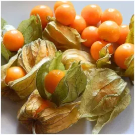 miechunka-pomidorowa-slodko-kwasna-amarylla-nasiona-05g