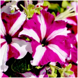 petunia-ogrodowa-z-gwiazdka-starlet-f2-purpurowa-nasiona-001g