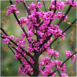 judaszowiec-poludniowy-kwiaty-na-pniu-jadalne-nasiona-1-g