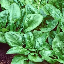 bio-szpinak-winterreuzen-bomba-witamin-nasiona-10-g