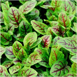 szczaw-gajowy-krwisty-zdrowy-i-niezwykle-dekoracyjny-nasiona-02g