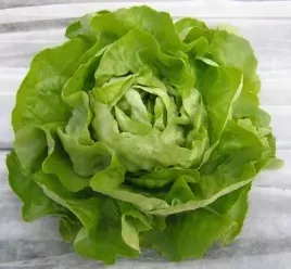 salata-krolowa-majowych-maslowa-ogromne-liscie-nasiona-1-g