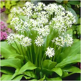 czosnek-niedzwiedzi-nasiona-zdrowe-ziolo-idealne-do-ogrodu