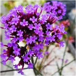 werbena-patagonska-verbena-bonariensis-fioletowa-nasiona-03-g
