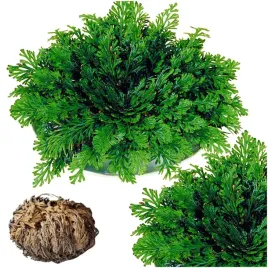 roza-jerychonska-zmartwychwstanka-kwiat-jerycha-1-szt-prezent